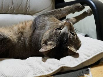 Close-up of cat sleeping on sofa