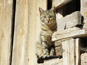 Portrait of cat sitting on wooden log