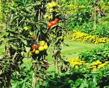 Plants growing on a tree
