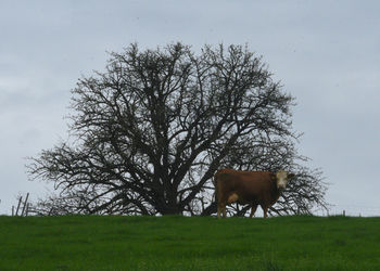 View of a horse grazing on field