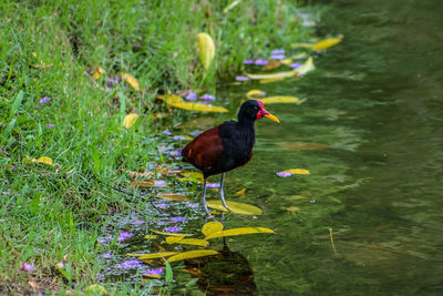 Moorhen at lakeshore