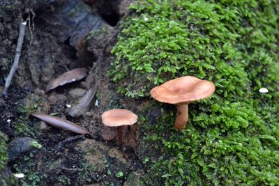 Close-up of mushrooms growing on tree trunk