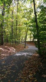 Trees in forest