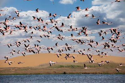 Flock of birds flying over lake