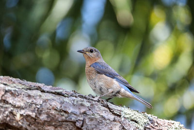 Female eastern bluebird sialia sialis perches on the trunk of a tree in naples, florida