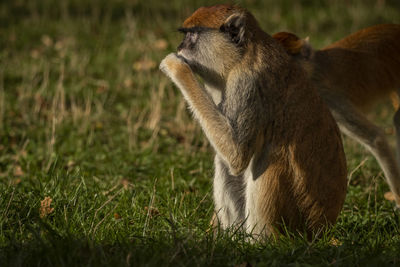 Close-up of monkey on field