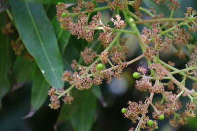 Blur young mango in full growth with flower on tree and green bokeh background 