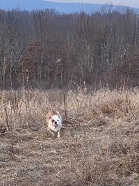 Portrait of dog on field