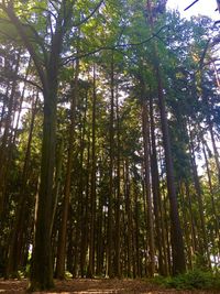 Low angle view of bamboo trees in forest