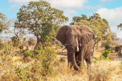 Elephants on field against sky