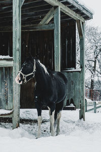 Horse standing in stable