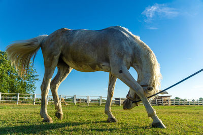 Horse on field against sky