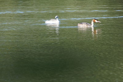 Ducks swimming in lake