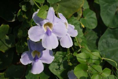 Close-up of purple flowering plant