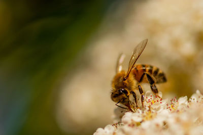 Close-up of bee pollinating on flower