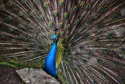 Close-up of peacock