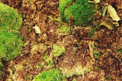 High angle view of grass on field