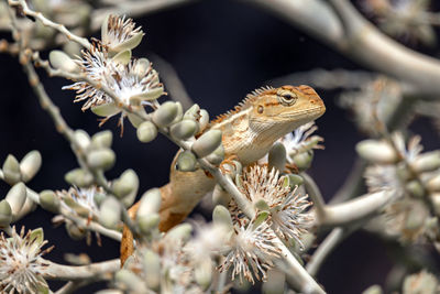 Garden chameleon animals. scaly reptiles eat various types of insects. 