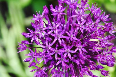Close-up of purple flowering plants