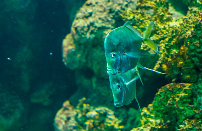 Fish swimming in sea