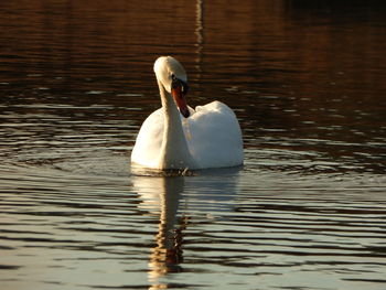 Swan swimming in lake