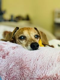 Close-up portrait of dog relaxing at home