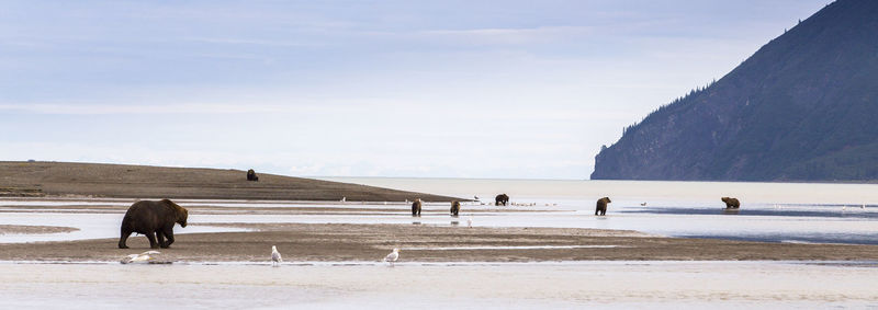 Grizzly bears on beach