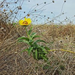 Close-up of yellow flowers blooming in field