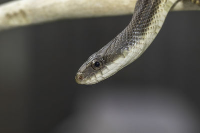 Close-up of snake