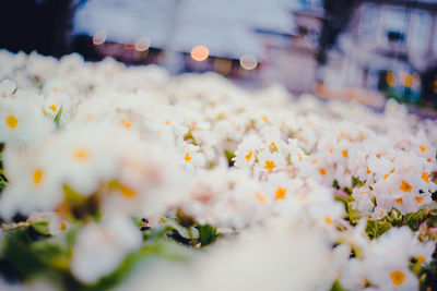 Close-up of white flower