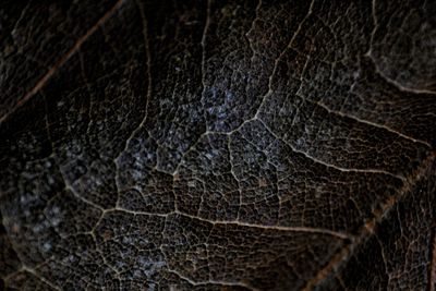 Full frame shot of lizard