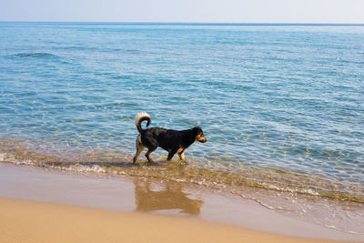 Dog standing on beach