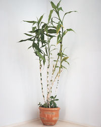 Potted plant against white wall