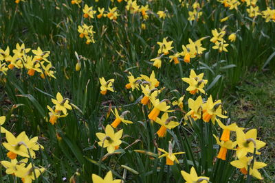 Close-up of yellow flowers blooming in field