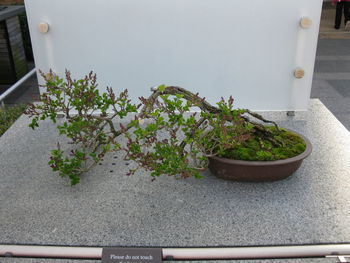 High angle view of potted plants on window