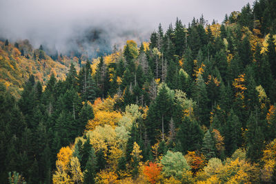 View of pine trees in forest during autumn