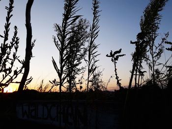Low angle view of silhouette trees against sky