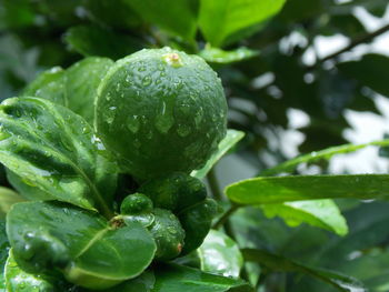 Close-up of wet plant