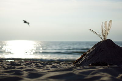 Close-up of bird on beach against sky