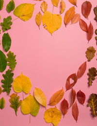Directly above shot of autumn leaves against white background