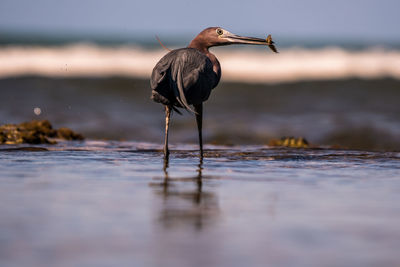 High angle view of gray heron perching on sea