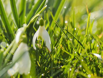 Close-up of wet plants on field