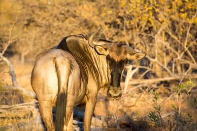 Side view of a gnu on land