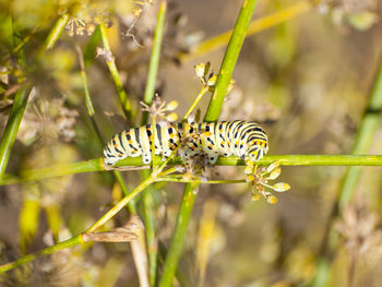 Close-up of insect on plant