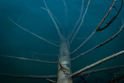 Close-up of bare tree branch