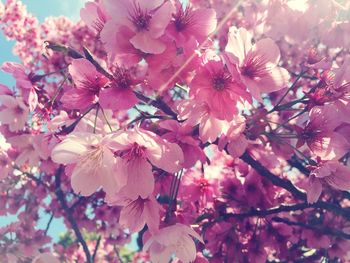 Low angle view of pink flowers