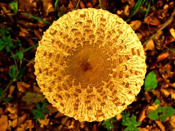 Directly above shot of flower growing on field
