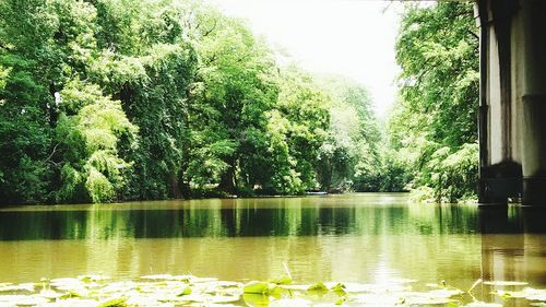 Reflection of trees in water