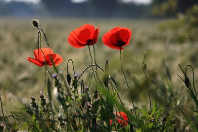 Red poppy flowers blooming on field