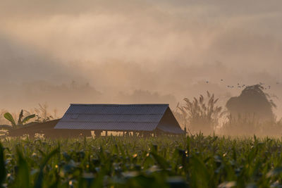 Plants growing on field against sky during sunset